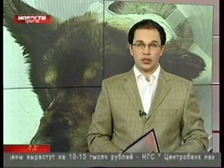 Пёс Сэм,пострадавший от рук живодеров