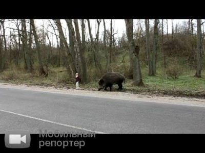 Кабаниха с кабанятами вышли на дорогу 