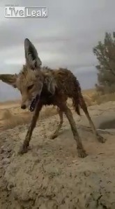 лиса замерзла