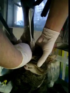 Информер: Извлечение ножа из черепа кота