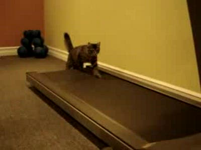 Коты на беговой дорожке