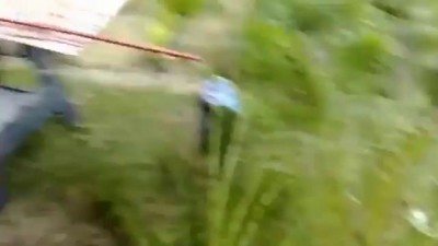 кот под наркотиками