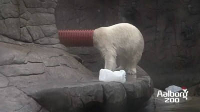 The Fabulous Polar Bear Tube Show