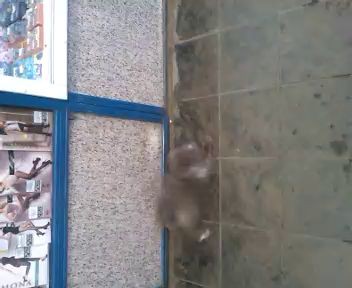 Кошка-наркошка