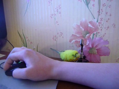 попугай и флешка