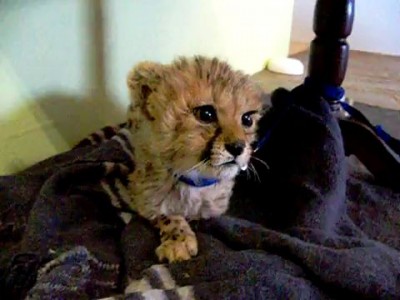 Cute Baby Cheetah Kitten Mewing