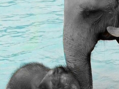 Песенка Мамонтёнка !