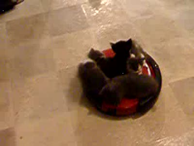 Кошачья маршрутка