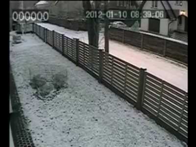 Две собаки атаковали дворовую собаку