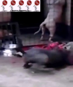 Питбуль лакомится хозяйкой ...