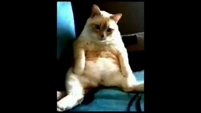 Кот икнул и пукнул