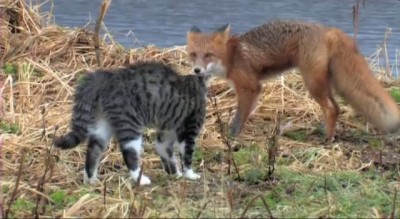 Лисенок и котенок. Знакомство