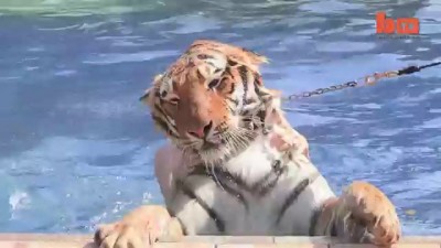 Living With Tigers: Family Share Home With Pet Tigers