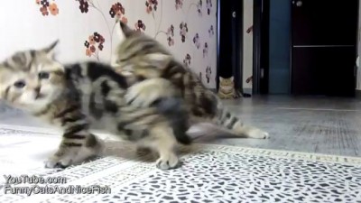 Кошачья Формула 1