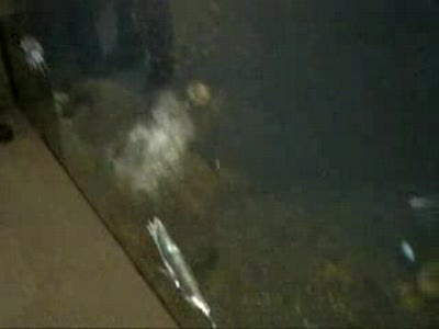 Пингвин-падонак