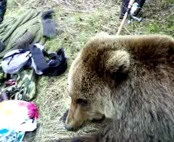 Медведь на Варзуге