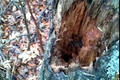 Горностай в дереве