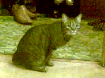 Любимая Игрушка