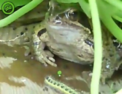 Жаба и гусеница