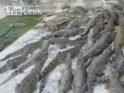 Наши туристы на крок ферме