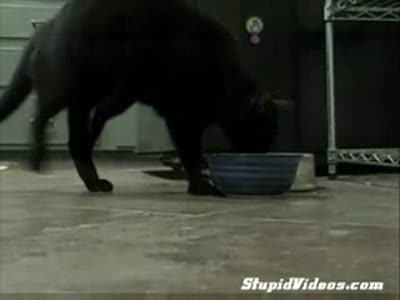 Кот танцует