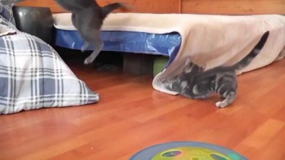 Котенок напугал маму