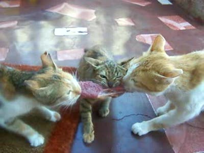 Бой за кусок мяса...))