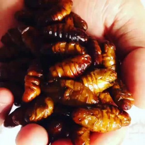 Бангкок тараканы