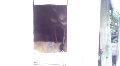 Наглая рыжая морда