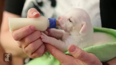 Bottle Feeding 14 Day Old Puppies: щенки и молоко