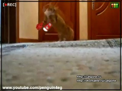 Кот ушел красиво 4 | Cat gone | Thriller Cat 4 | - Sparta?