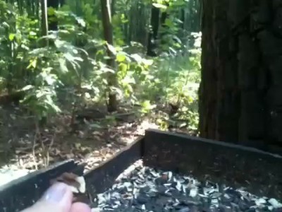 Белка обнаглелка