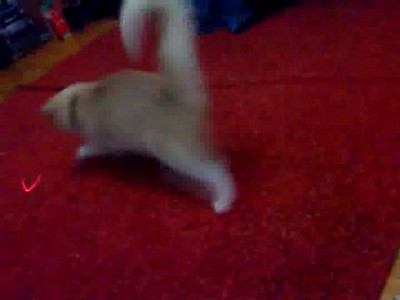 энерджазер