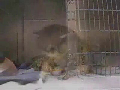 он толстый и ленивый КОТ