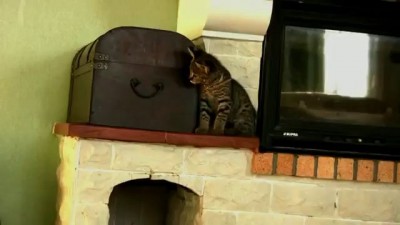 Кошка-леопард