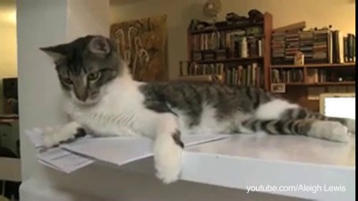 Все коты любят делать это