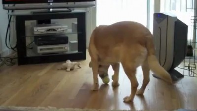 Сбака - мячамиулыбака !