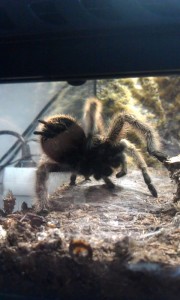 Чилийский птицеед занимается личной гигиеной