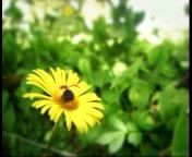 Прикол :божья коровка: