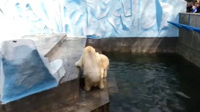 Новосибирские мишки