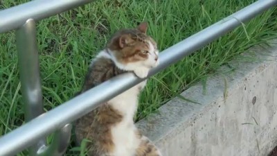 Котэ отдыхает)