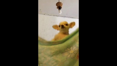 Собака Навального на митинге