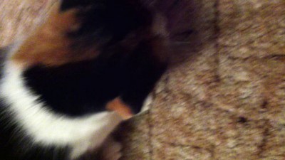 Котэгурман