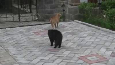 Коты драка. Джентльмены удачи