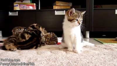 Икающий котёнок