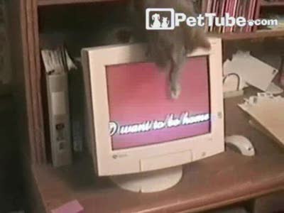 кото-нарезка