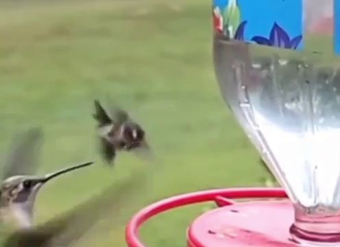 Колибри делает бочку, чтобы снять с себя пчелу.