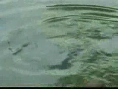 Черепаха-Киллер