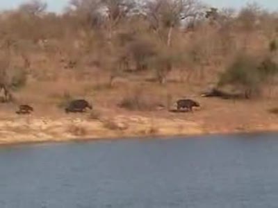 Буйволы против львов