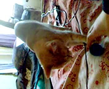 Кися и мячик